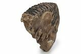 Fossil Woolly Mammoth Upper M Molar - Poland #357021-1
